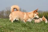 CORGI PEMBROKE 1289